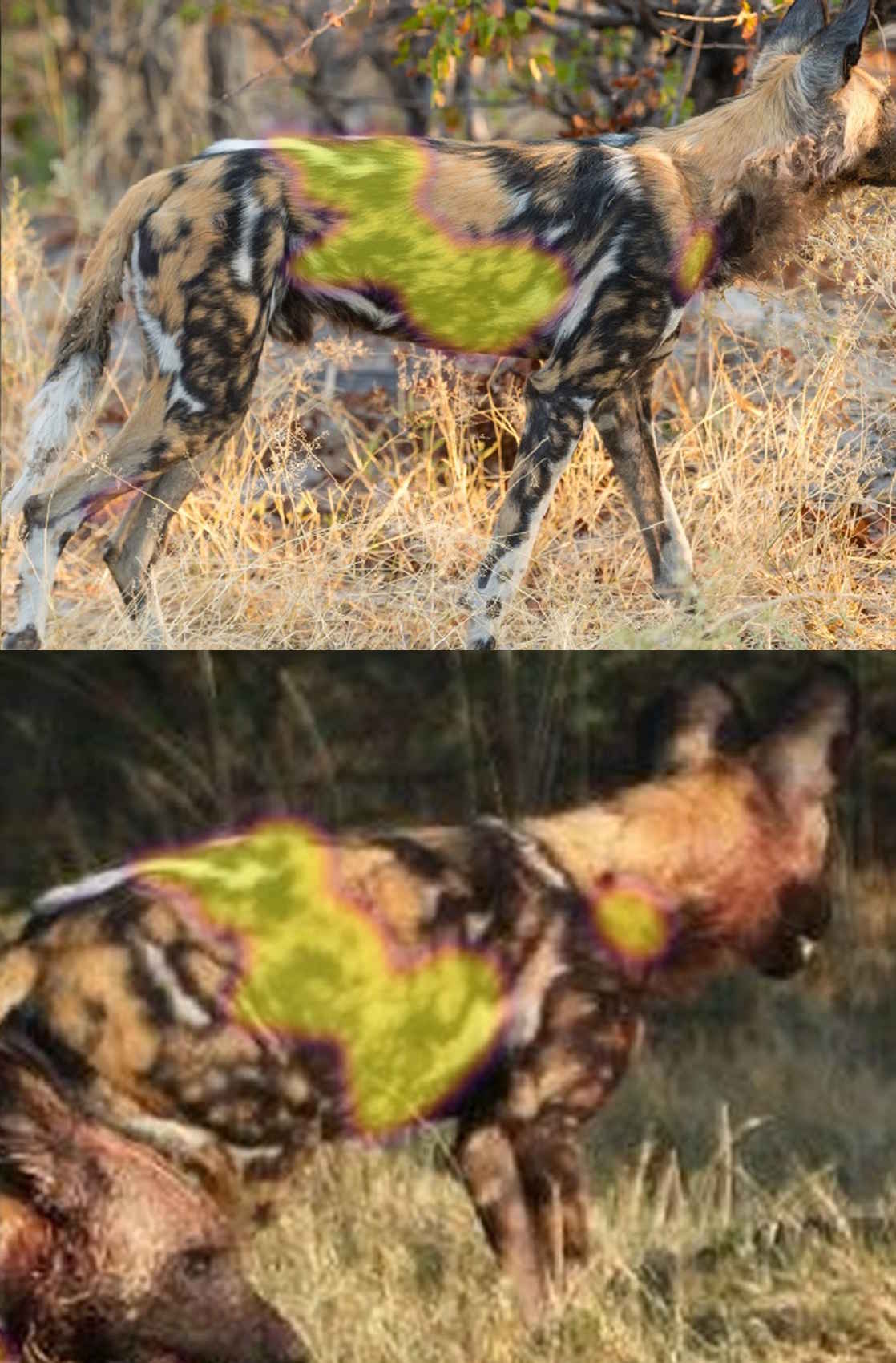 Hotspotter Wild Dog Match