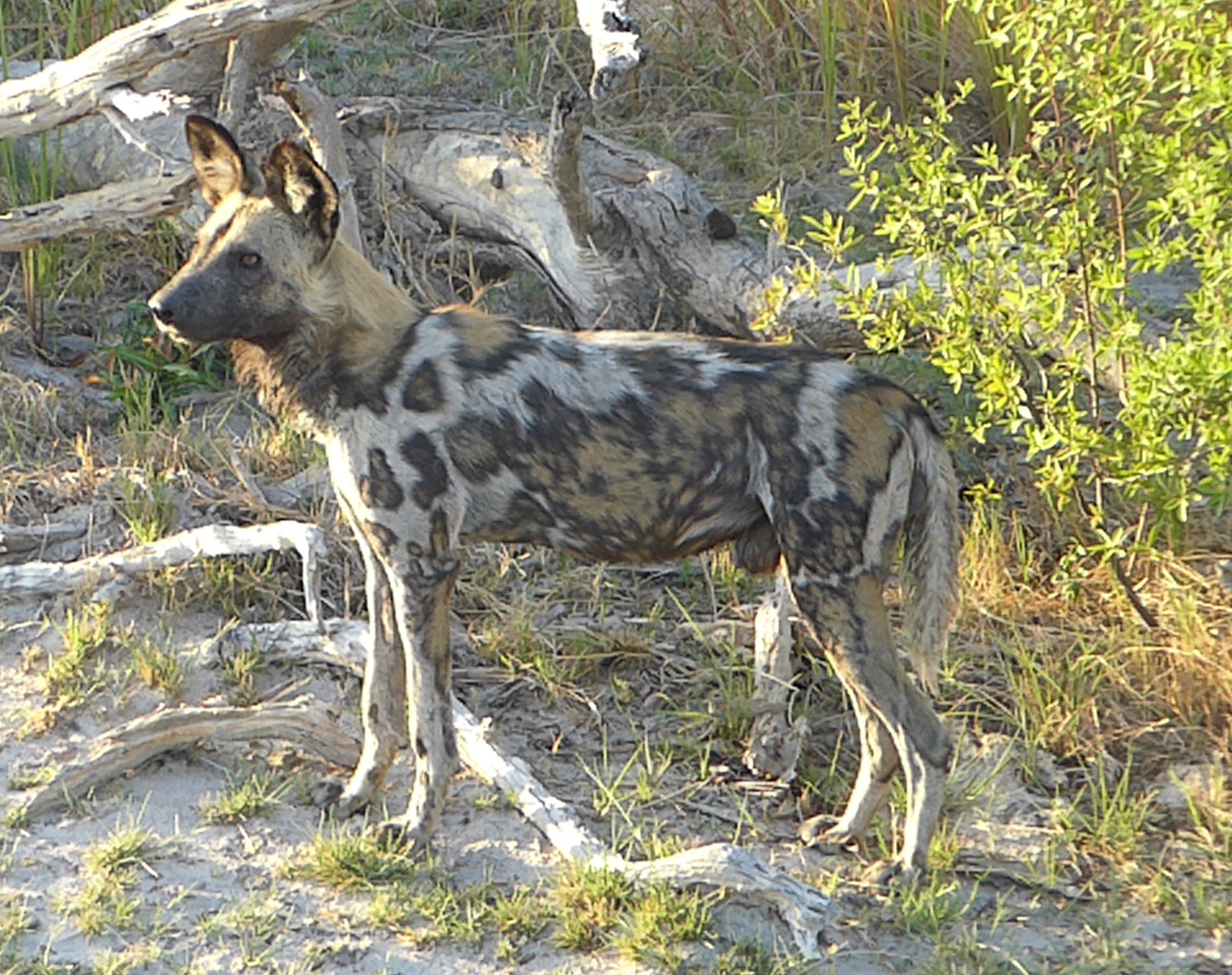 do cheetahs eat african wild dogs