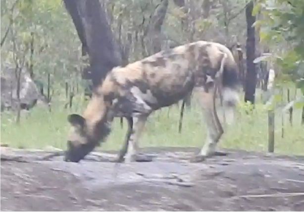 9cfafb86-c9b8-4c40-9798-73dde216eaee