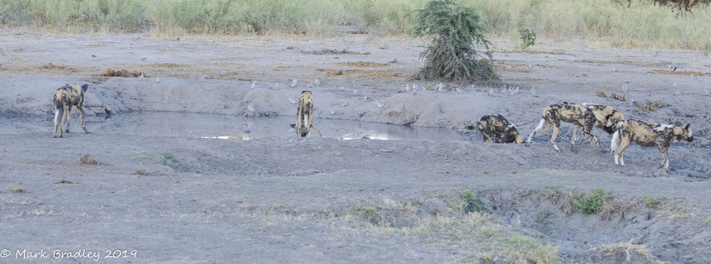 119cd921-b468-4d77-b949-db19c60fd395