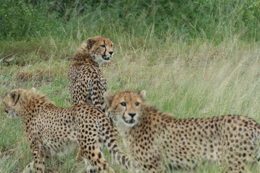 56c5ba77-0f28-4fbb-83d0-08acfe4ed135