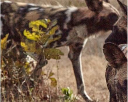 1c9fe997-a728-4ed1-b6aa-b4b42b976546