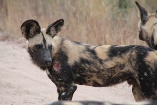 4262b217-9ef4-4626-8c5c-c7ea628b6793