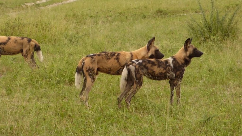 91e99a74-d353-4aee-a043-0ed7a597761b