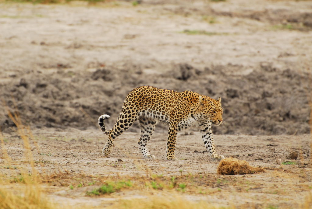 caeda7ef-8960-4278-8481-ef551965f2fb