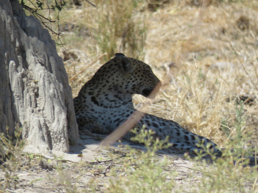 caeda7ef-8960-4278-8481-ef551965f2fb