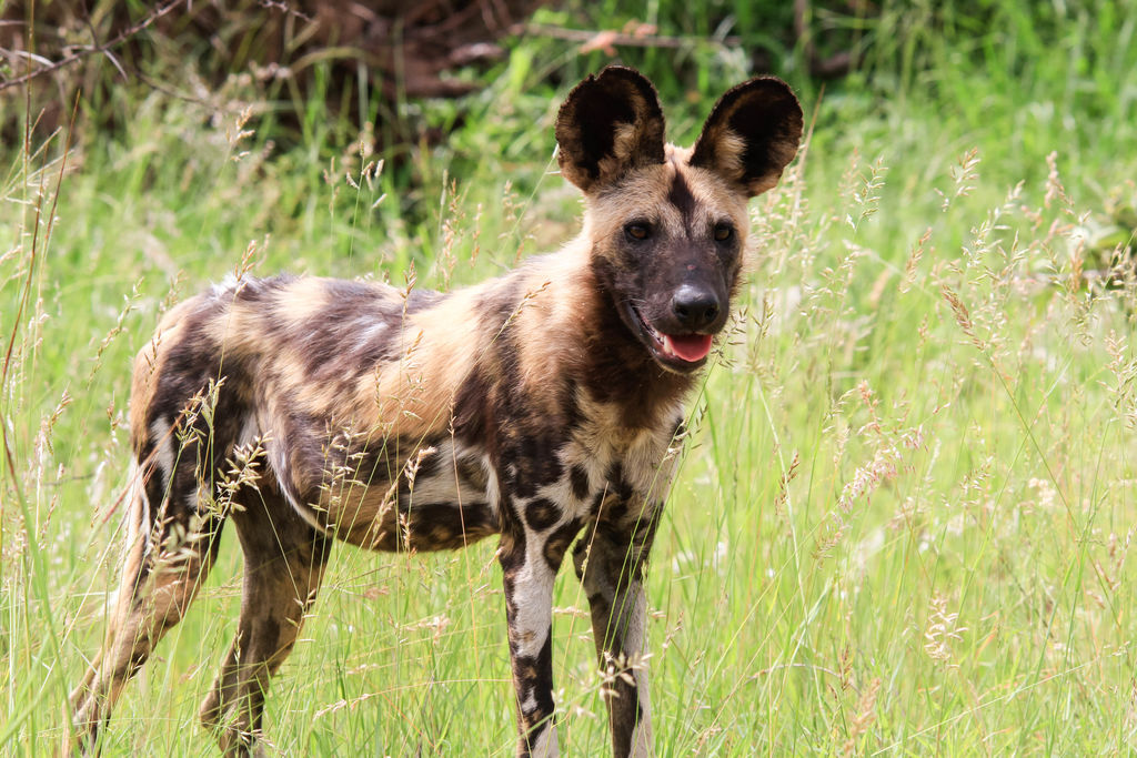 cfdac617-9c20-410d-bdef-d7ed71b82e5b