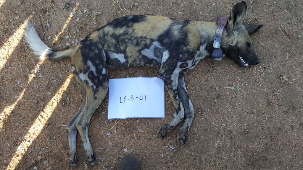 cfdac617-9c20-410d-bdef-d7ed71b82e5b