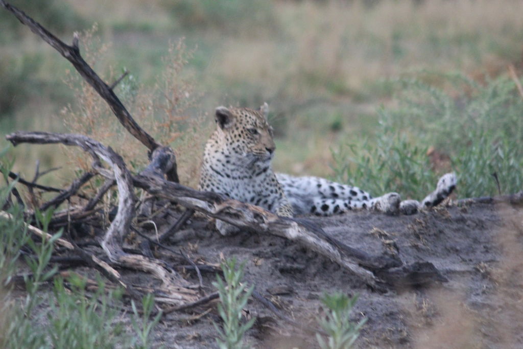 caeda7ef-8960-4278-8481-ef551965f2fb