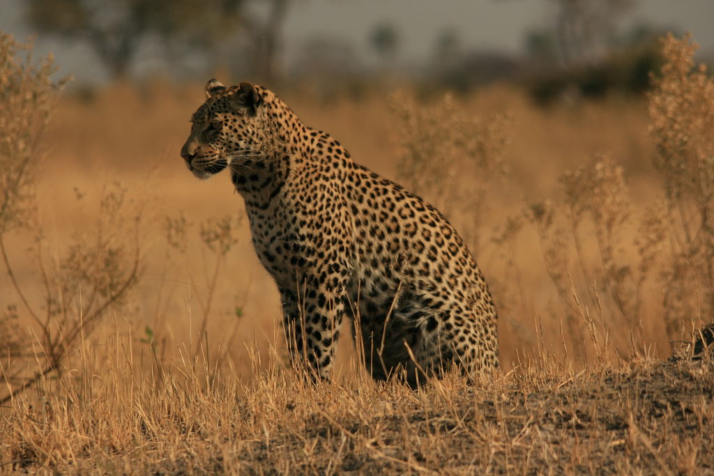 1e869eda-07c6-4f08-a932-d9a04c207dbf