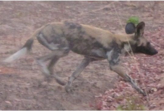 61dc9ee5-6d96-47c9-b4fa-952f1d79d311