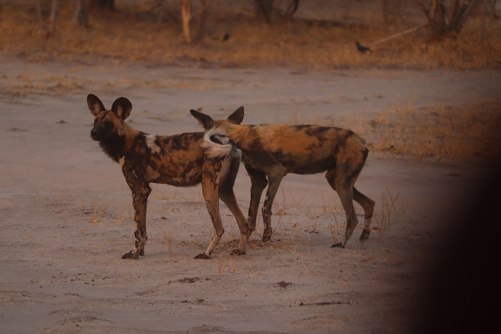 91e99a74-d353-4aee-a043-0ed7a597761b