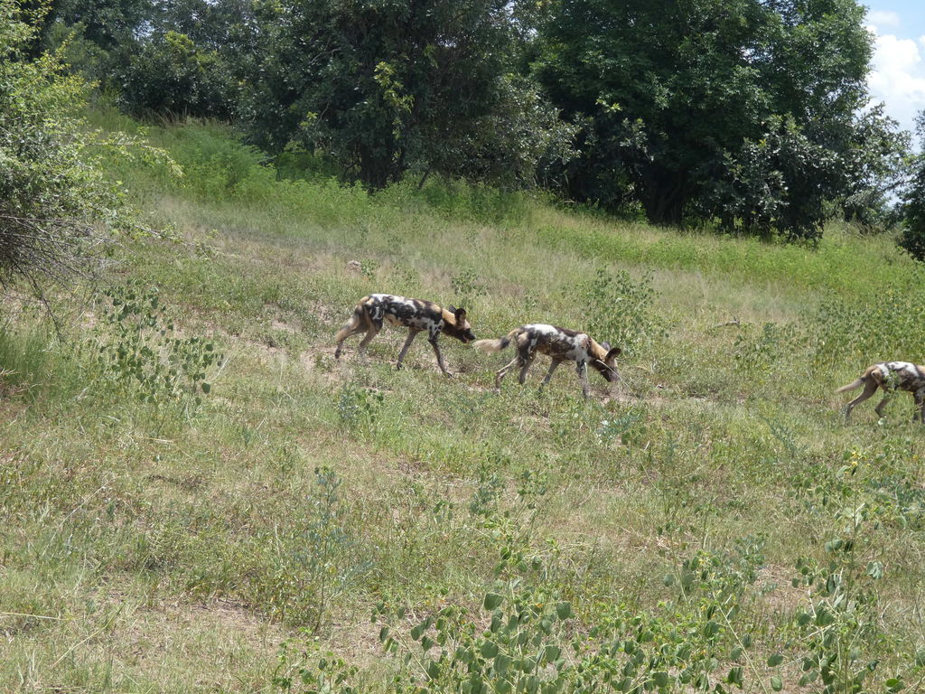 ca564ca0-555f-4e1d-8196-1994e5cd4262