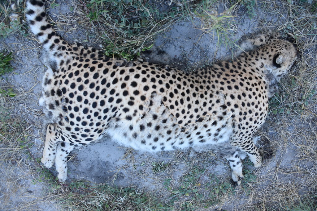 4c03126c-ab6e-42bc-ac3f-da0af018916e