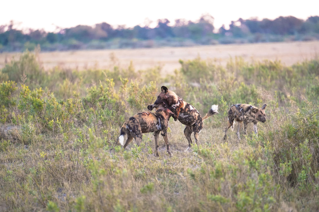 dcee7cf7-e826-42a0-8adc-d7ffd44feed2