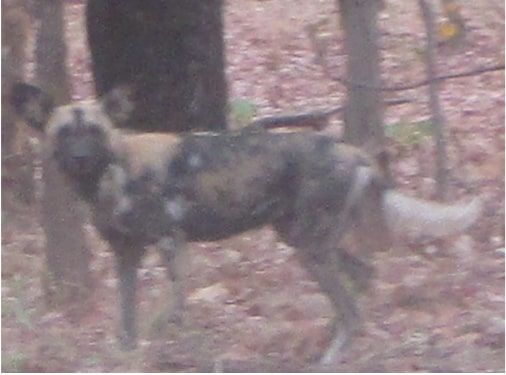 d98cacce-0394-4374-a1ac-6fc816660ad9