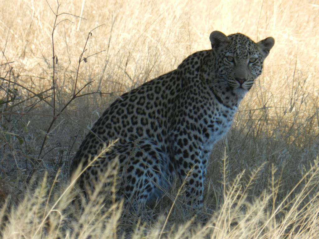 1e869eda-07c6-4f08-a932-d9a04c207dbf