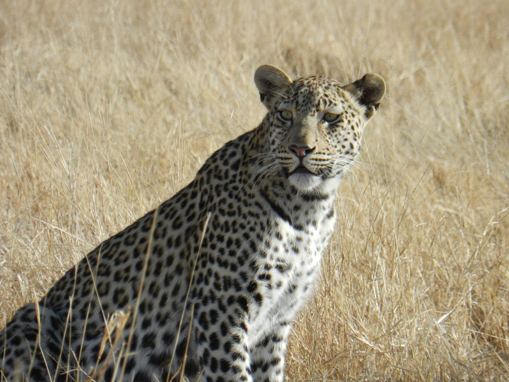 1e869eda-07c6-4f08-a932-d9a04c207dbf