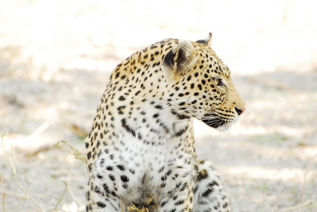 caeda7ef-8960-4278-8481-ef551965f2fb