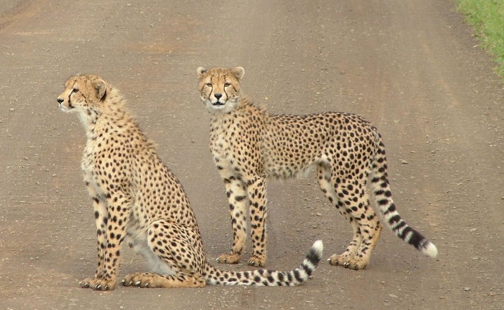 56c5ba77-0f28-4fbb-83d0-08acfe4ed135