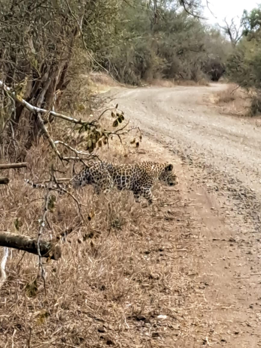 .webURL() https://africancarnivore.wildbook.org/wildbook_data_dir/e/0/e0275aac-617f-4b7e-a885-be77e9d28ebb/KNP202308190800.jpg
