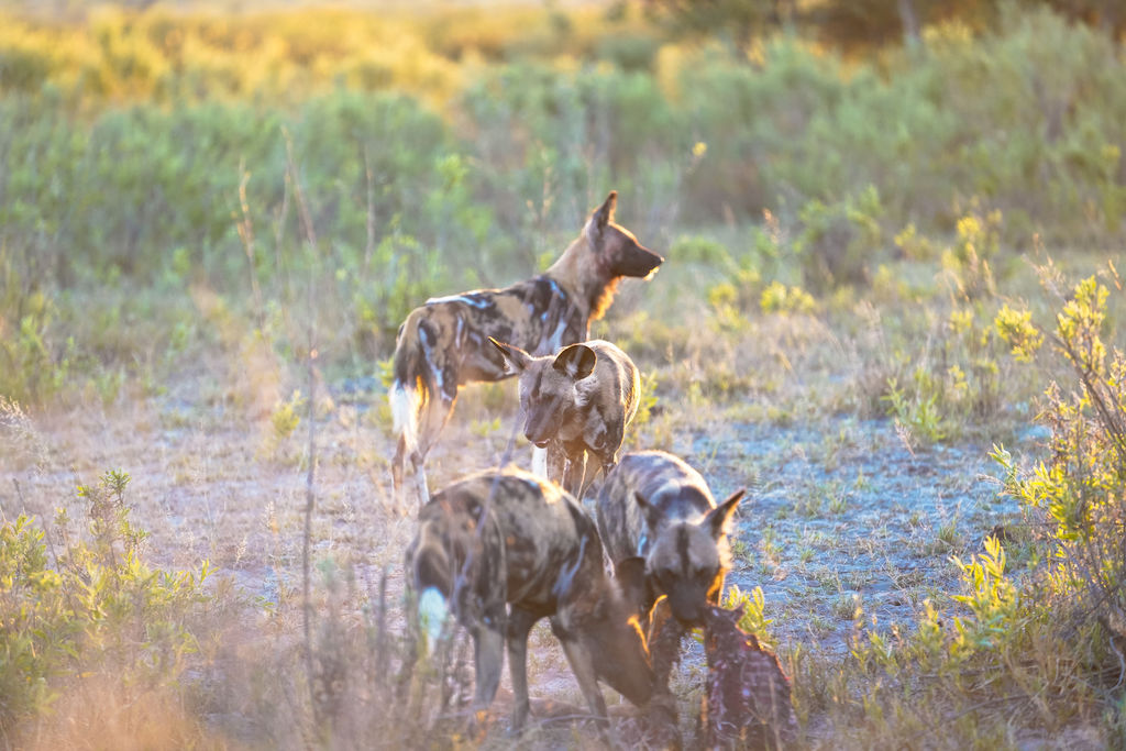 dcee7cf7-e826-42a0-8adc-d7ffd44feed2