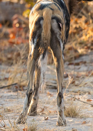 dcee7cf7-e826-42a0-8adc-d7ffd44feed2